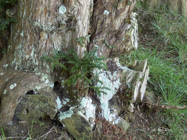 Bois des Moutiers (138) mars 2012